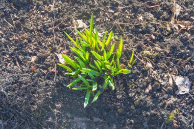 Güneşli bir günde üstten görünüm mavi çiçekli çuha çiçeği.