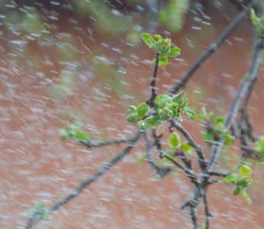 Elma ağaçlarının yağmur altında bahar dalları.