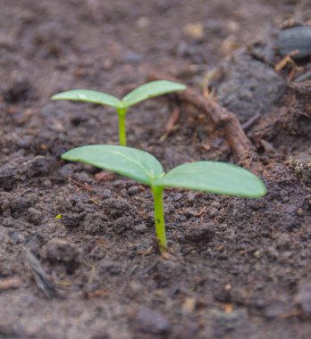 arka plan, salatalık closeup fidan.