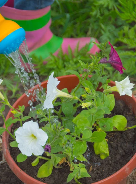 Children's watering can watering a pot of flowers. — Stock Photo, Image