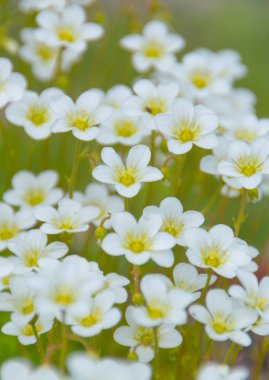 yeşil çayır arka plan üzerinde beyaz çiçekler.