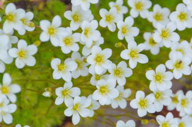 bir çayırda, birçok beyaz çiçek üstten görünüm.