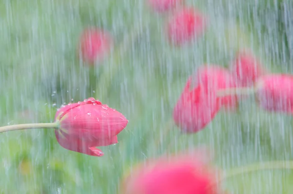 Az eső piros tulipán Vértes. — Stock Fotó