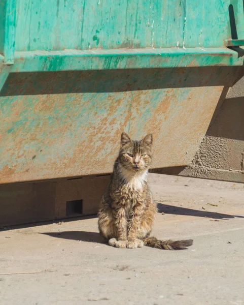 O gato selvagem de lixo depois de uma refeição . — Fotografia de Stock