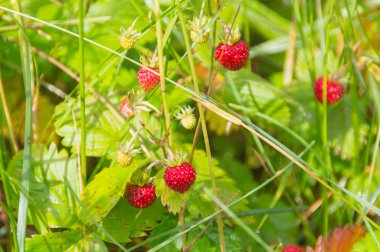 portre, Bush yaz aylarında çilek çilek.
