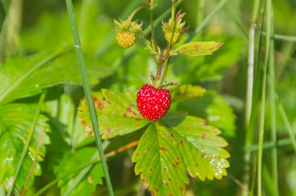 Bush çilek çilek yakın çekim.