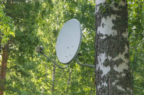 Antena parabólica unida al árbol . —  Fotos de Stock