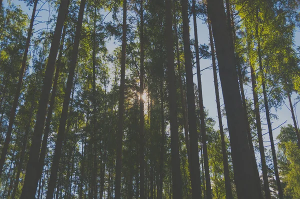 gökyüzü, Güneş ve çam ağaçlarının gövdeleri.
