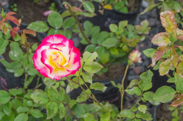 На стеблі колір мармуру троянди . — стокове фото