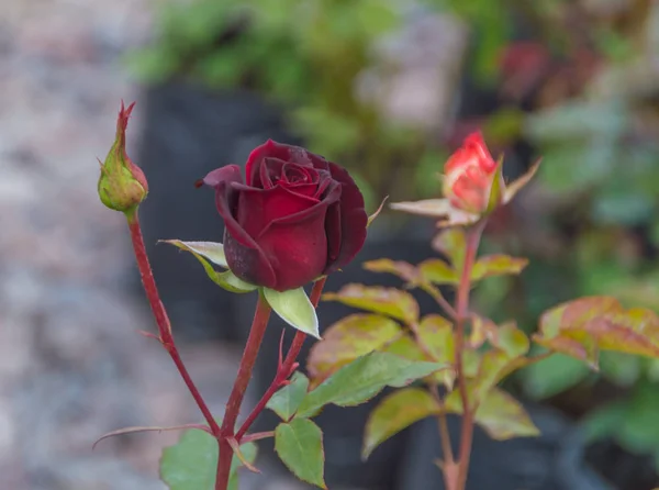 Red rose with Bud on stem. — Stock Photo, Image