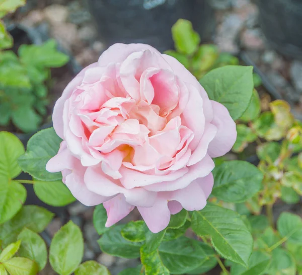 Pink rose on stem. — Stock Photo, Image