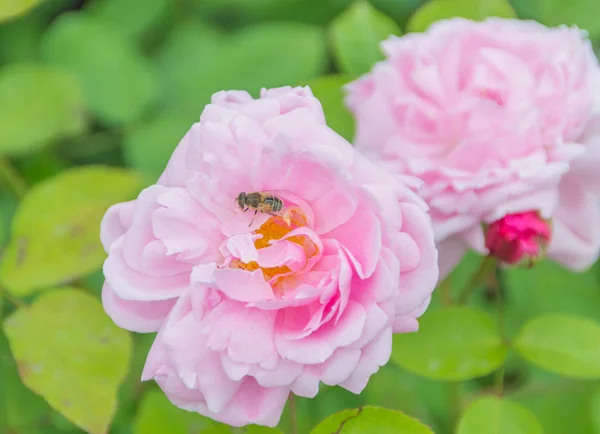 Rosa ros med biet på blomman. — Stockfoto