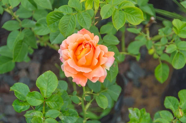 Tea rose på stammen. — Stockfoto