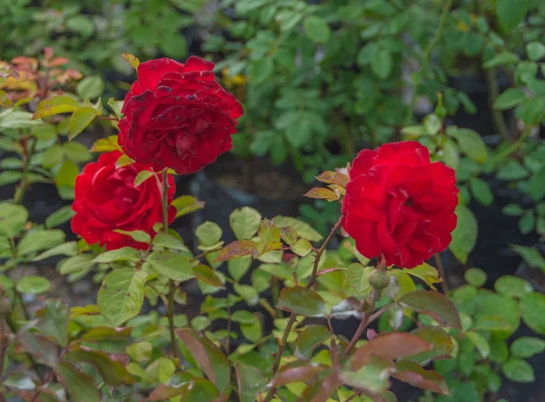 Три красиві червоні троянди . — стокове фото