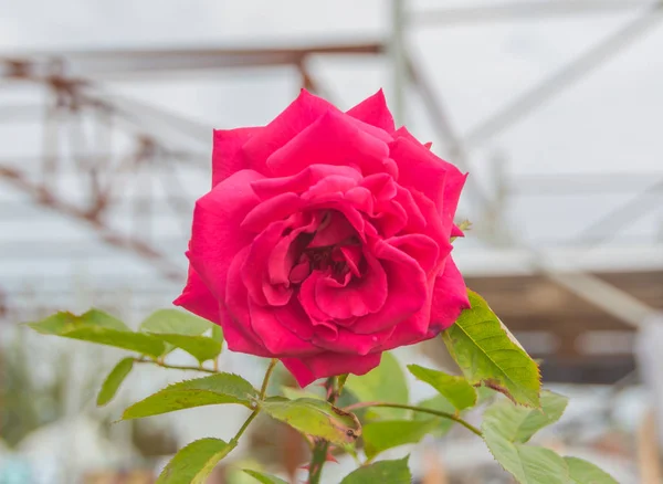 Прекрасна червона троянда . — стокове фото