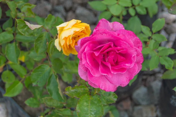 Красива червона і жовта троянда . — стокове фото