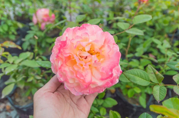 Beautiful rose in the hands of a woman. — Stock Photo, Image