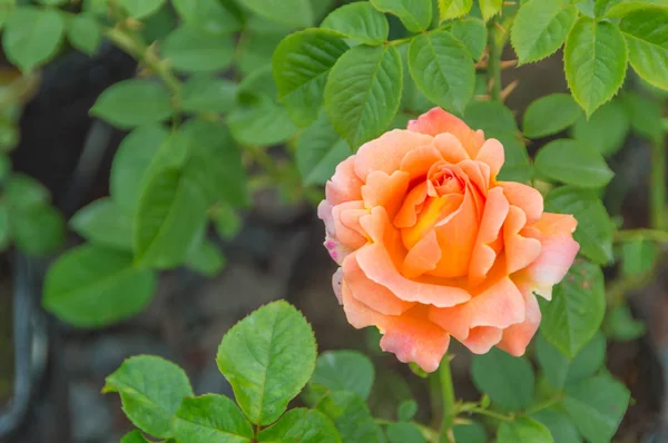 Bush of orange roses. — Stock Photo, Image