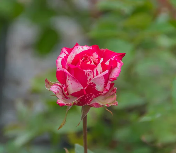 Close-up on the stalk rose red marble color. — Stock Photo, Image