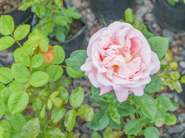 Närbild rosa ros på en stam. — Stockfoto