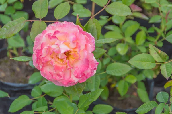 Blomma ros är inte en vanlig färg. — Stockfoto