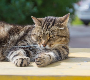 Güneşli bir günde tadını çıkarma kedi.