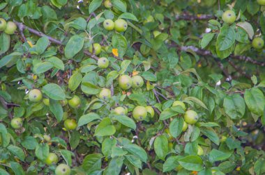 yakın, elma ağacı elmalı Şubesi.
