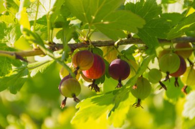 çilek Bektaşi dal günün.