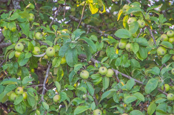 Elma dalı Apple ile yakından.