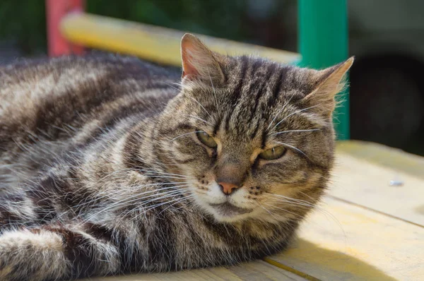 Kedi kameraya bakıyor..
