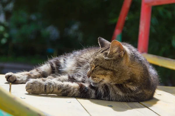 Close-up de um gato deitado em um dia ensolarado . — Fotografia de Stock