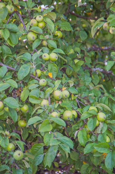 Grønne epler på en gren. – stockfoto