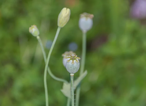 Bush Green máku. — Stock fotografie