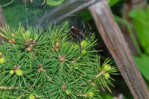 Netz und Spinne auf dem grünen Baum. — Stockfoto