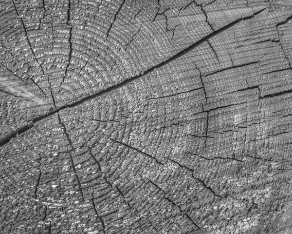Черный и белый крупный план, дерево с трещинами заднего плана — стоковое фото