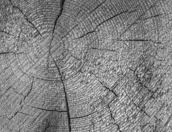 pürüzlülük, arka plan siyah ve beyaz ağaç