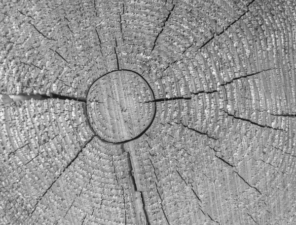Черно-белая текстура дерева с шероховатостью . — стоковое фото