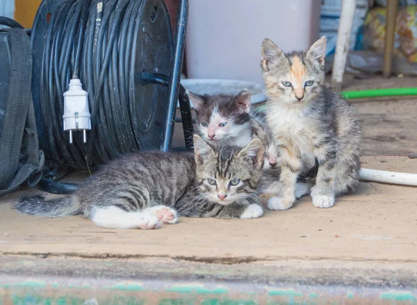 No celeiro abandonou gatinhos doentes — Fotografia de Stock