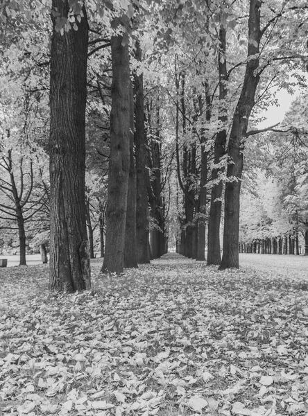 Preto e branco, Avenida de árvores com folhas caídas no parque em um — Fotografia de Stock