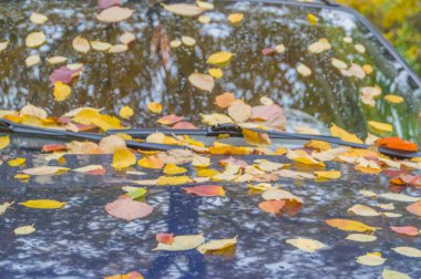 yaprak otomotiv cam ile kaplı closeup sonbahar