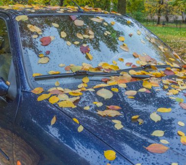 Araba Park yerinde yapraklarla kaplı