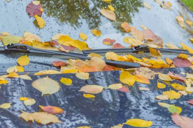 yaprak otomotiv cam ile kaplı sonbahar