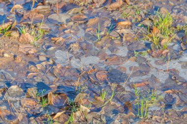 donmuş su birikintisi içinde buz yaprak dokusu
