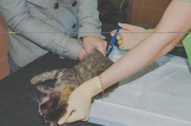 kedi atış veteriner yapar