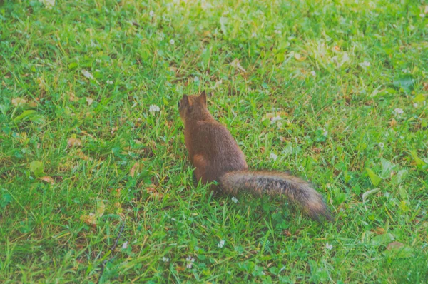 Close-up van een eekhoorn op het gras in de natuur — Stockfoto