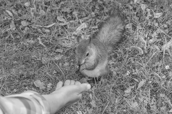 Ardilla en el parque, alimentación a mano — Foto de Stock