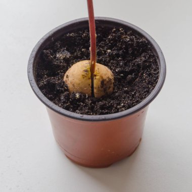 filiz avokado çukur bir kap içinde