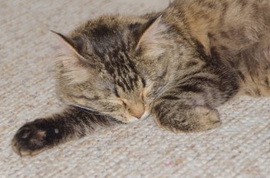 yatakta uyumak yakın çekim, kedi