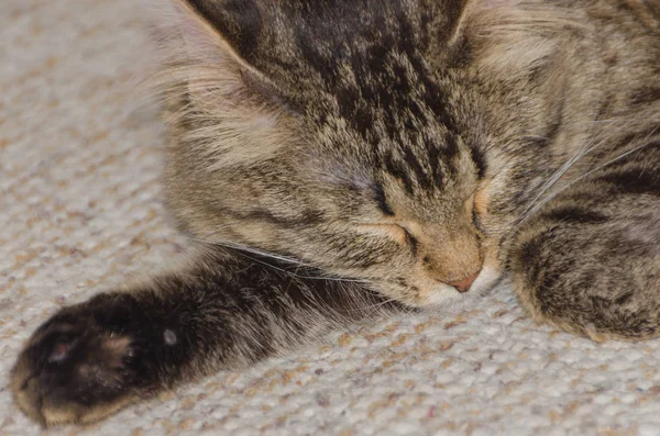 Kočka spí na koberec, detail — Stock fotografie