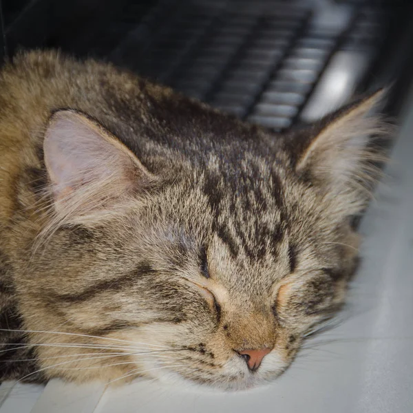 Vedle klávesnice spící kočku — Stock fotografie